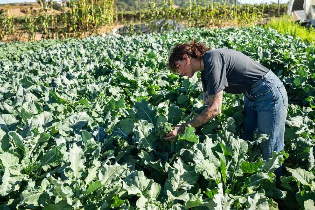 harvesting from the culinary garden at Single Thread