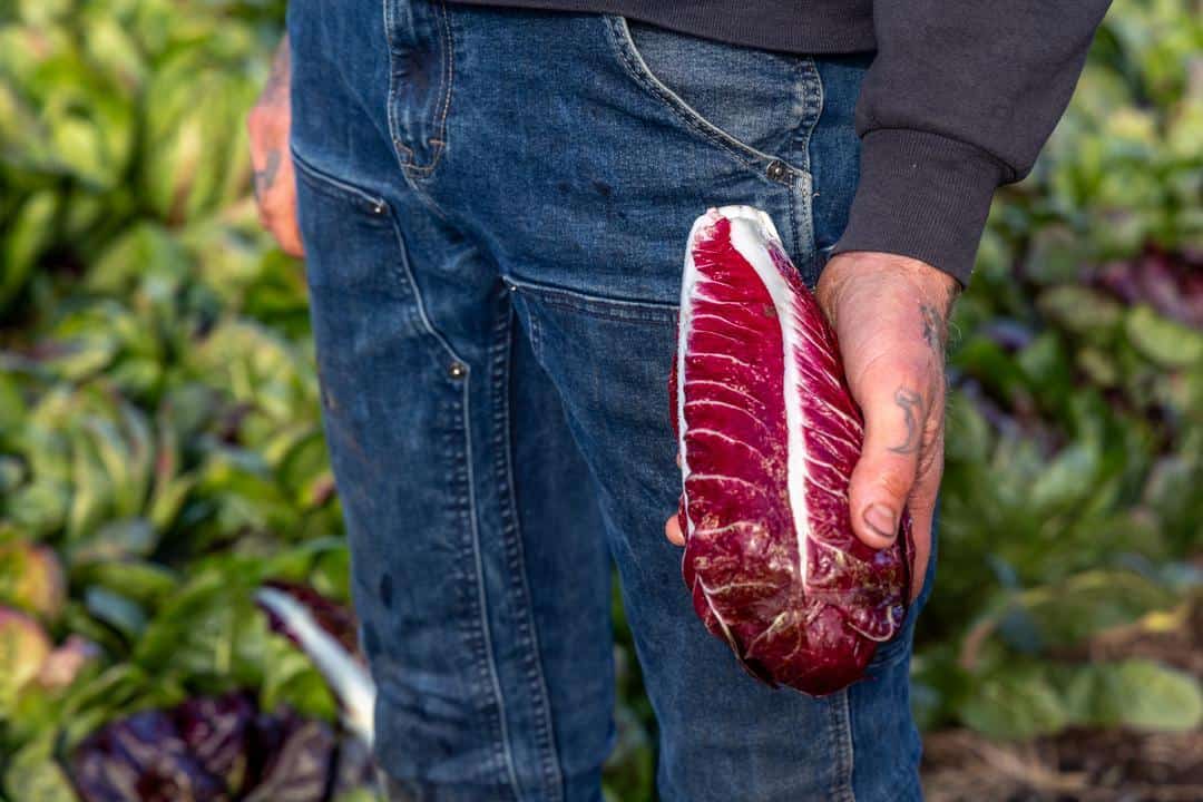 one of the many crops grown at burns blossom farm and sold at the Chico Farmers Market