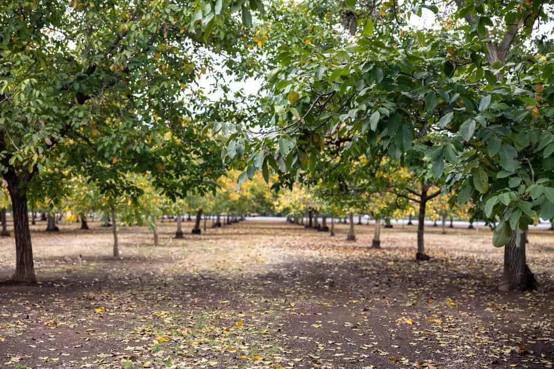 one of the almond orchards belonging to Maisie Jane's family