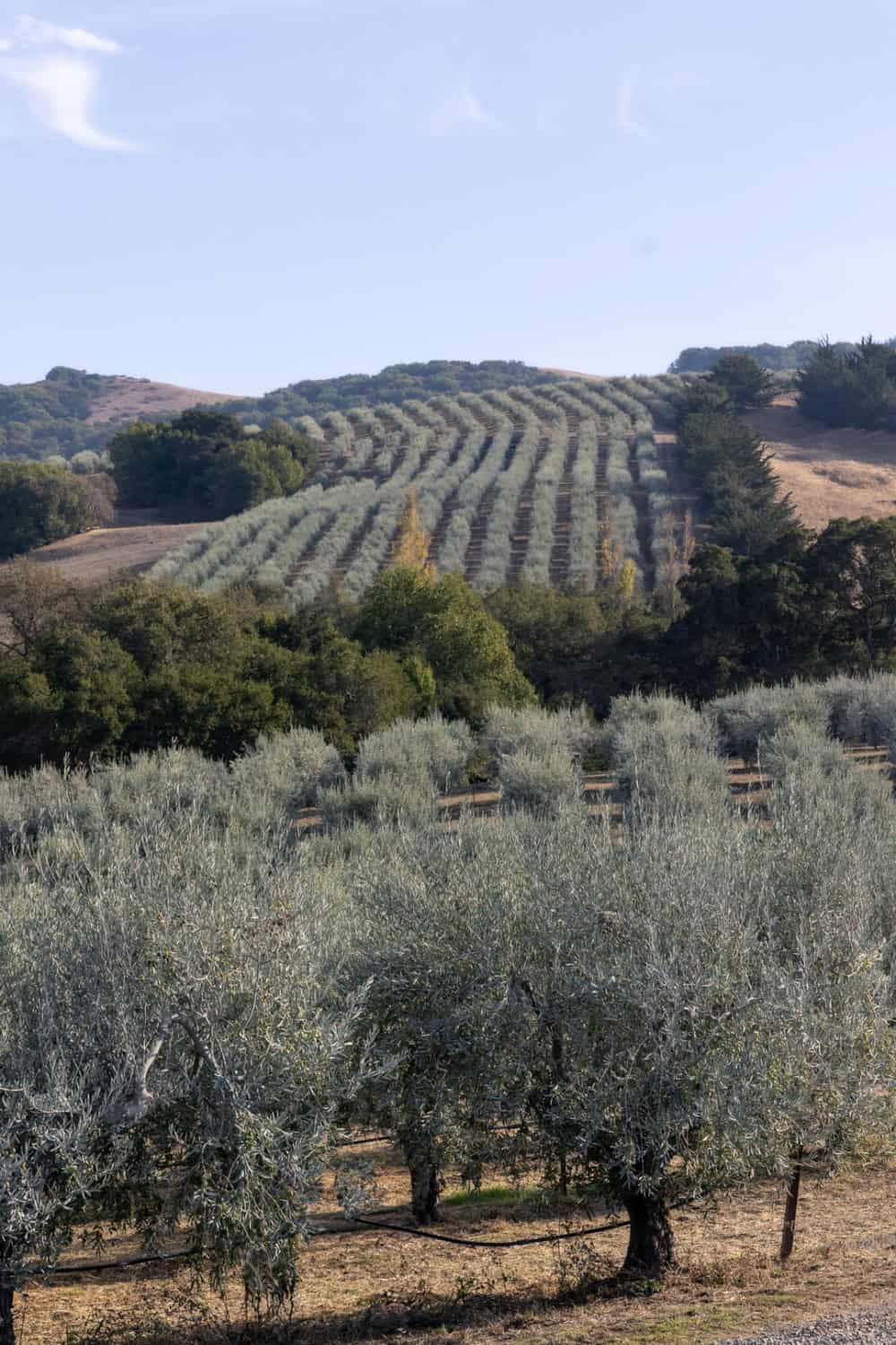 View of rows of olive trees at mcEvoy Ranch