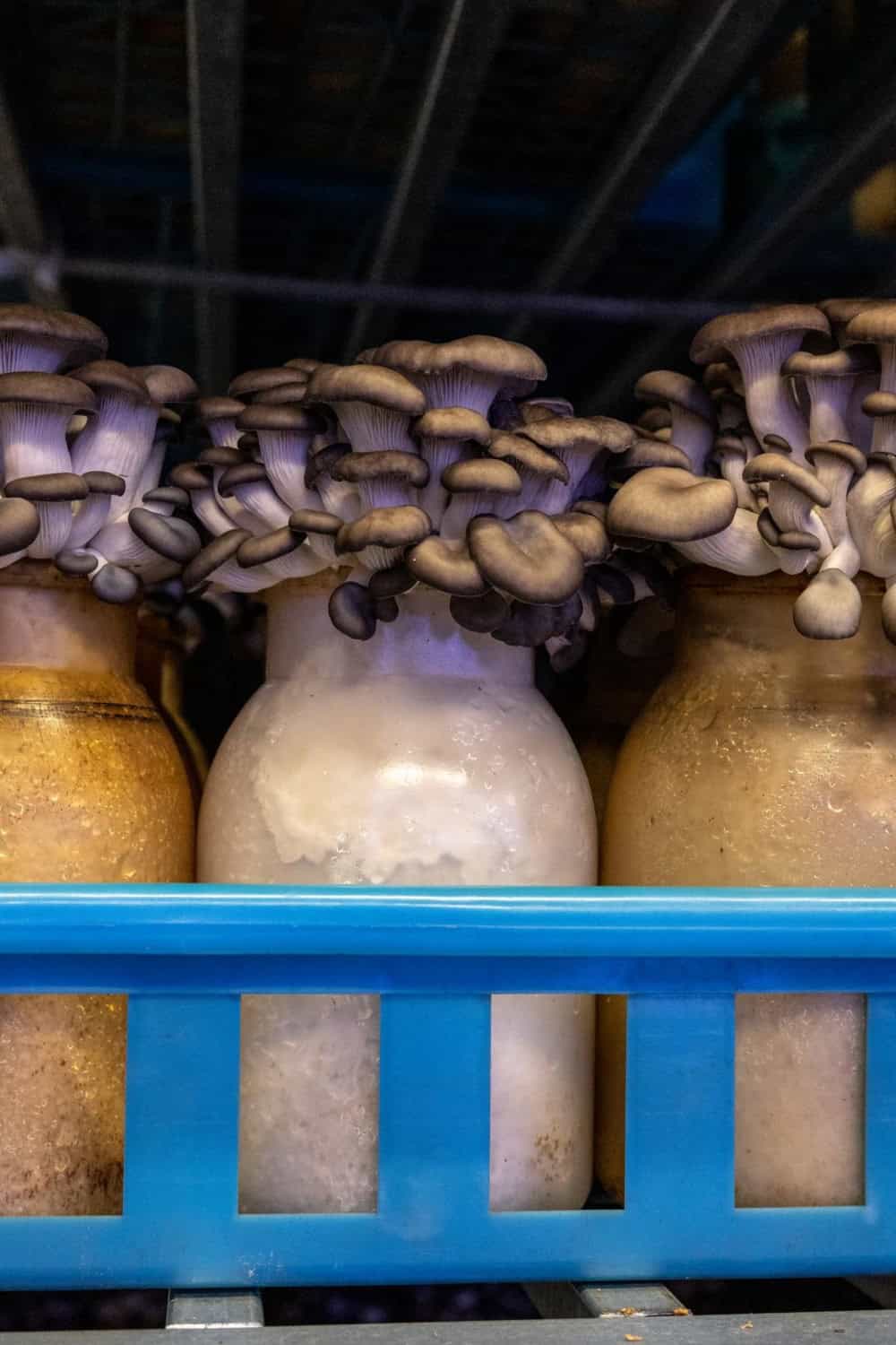 mushrooms in jars at Gourmet Mushrooms