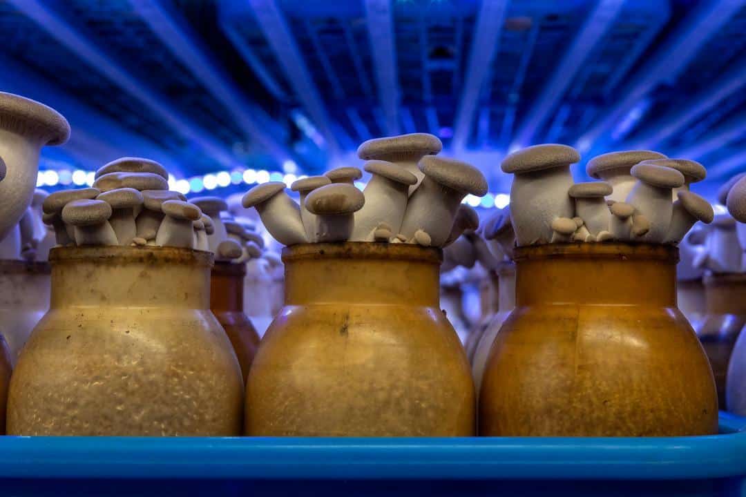 From Soil to Superfood: A Visit to a Mushroom Farm