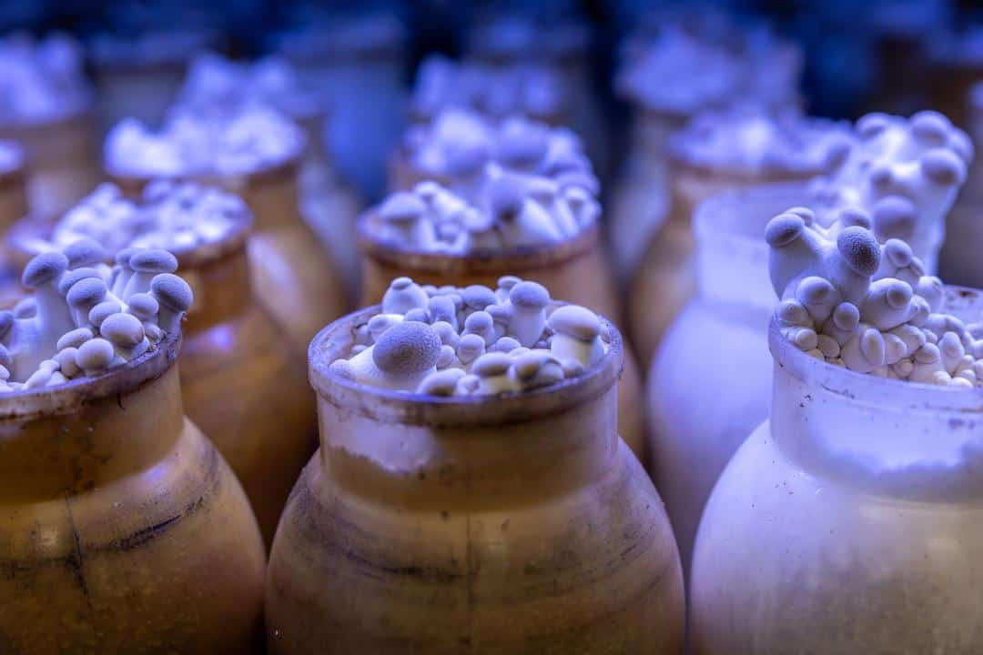 mushrooms in a grow room at Gourmet Mushroom's Sonoma mushroom farm