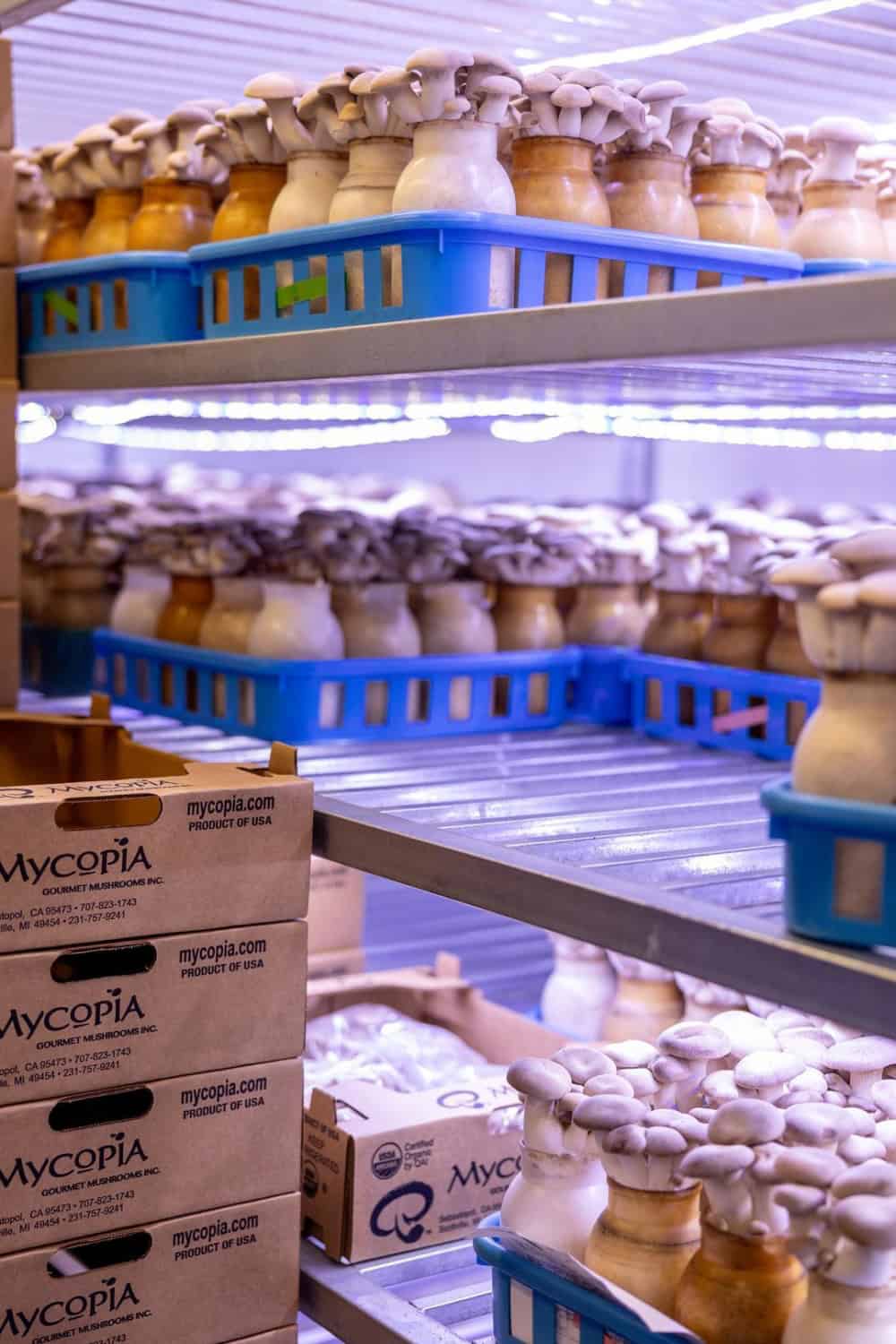 mushrooms growing at Gourmet Mushrooms