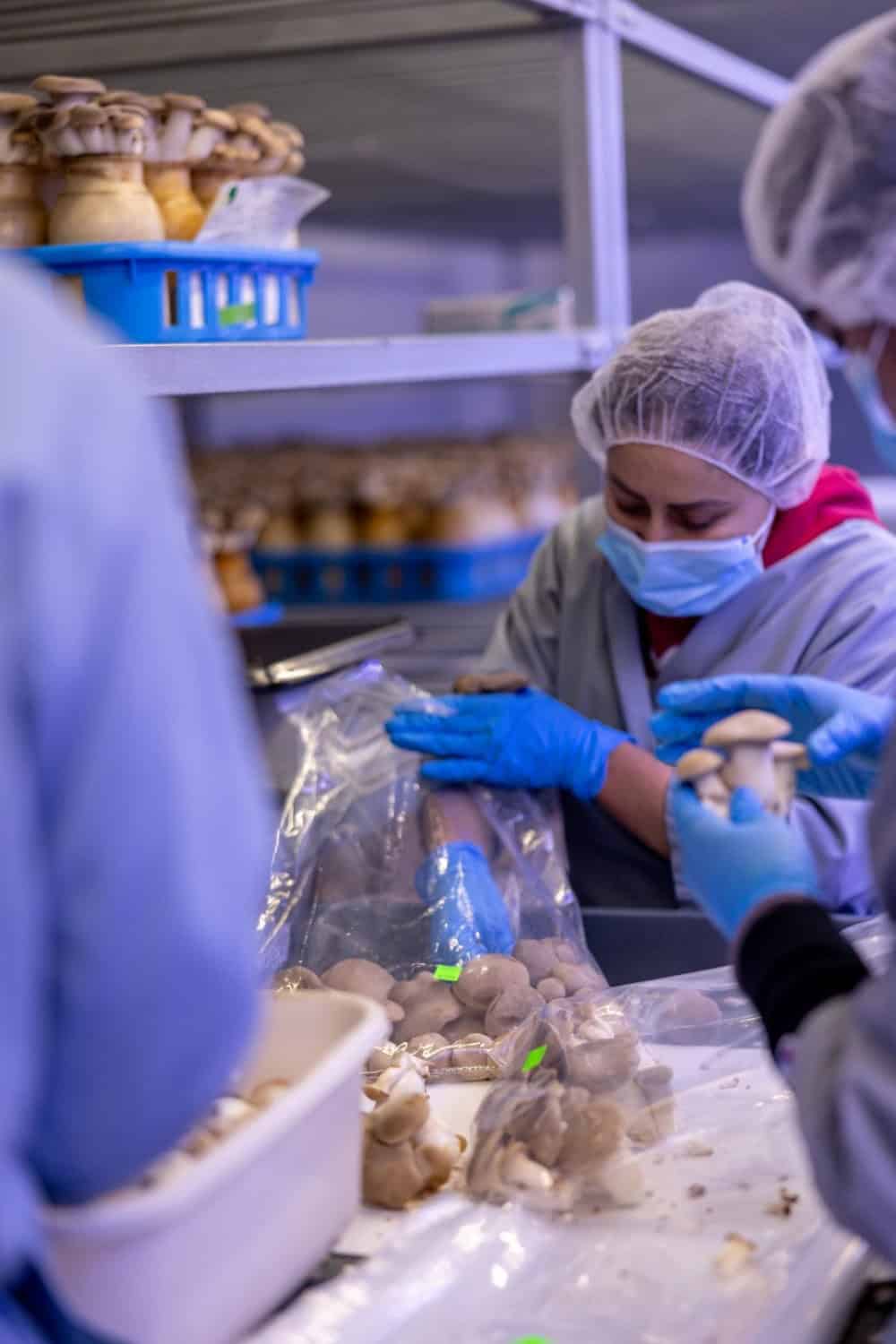 mushroom harvest at Gourmet Mushrooms in Sonoma