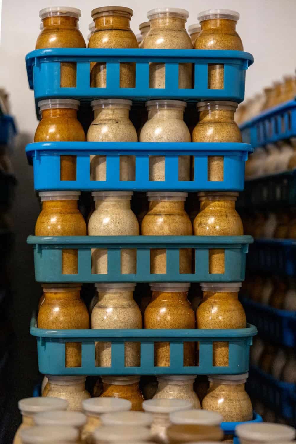 jars of mushrooms are stacked after inoculation