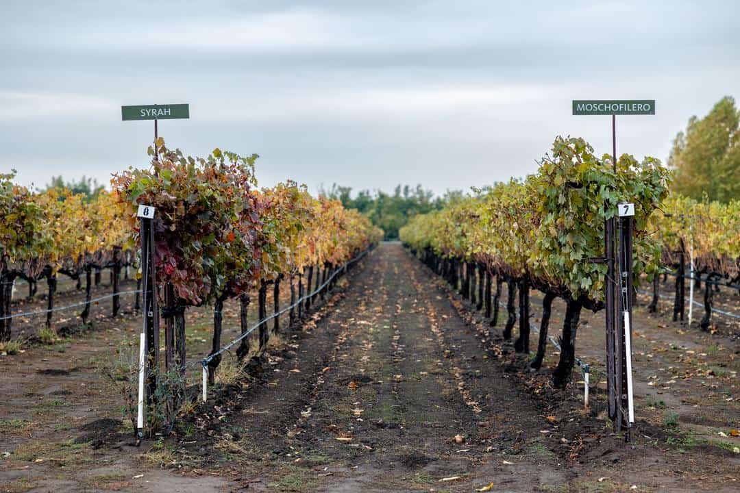 some of the varietals grown in New Clairvaux's St. John vineyard