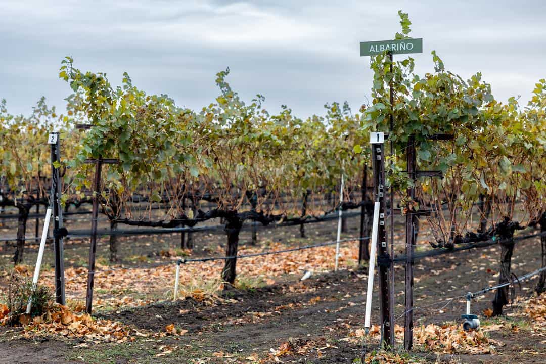 vineyards at New Clairvaux