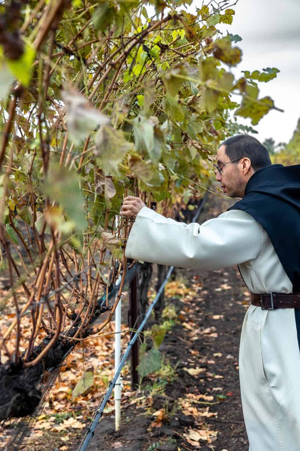 monks tending to the grapes at New Clairvaux