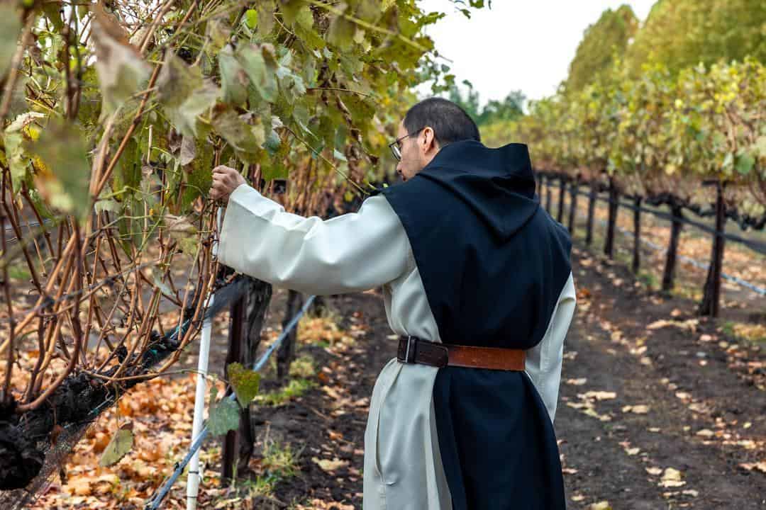 monks checking the grapes at new clairvaux vineyard