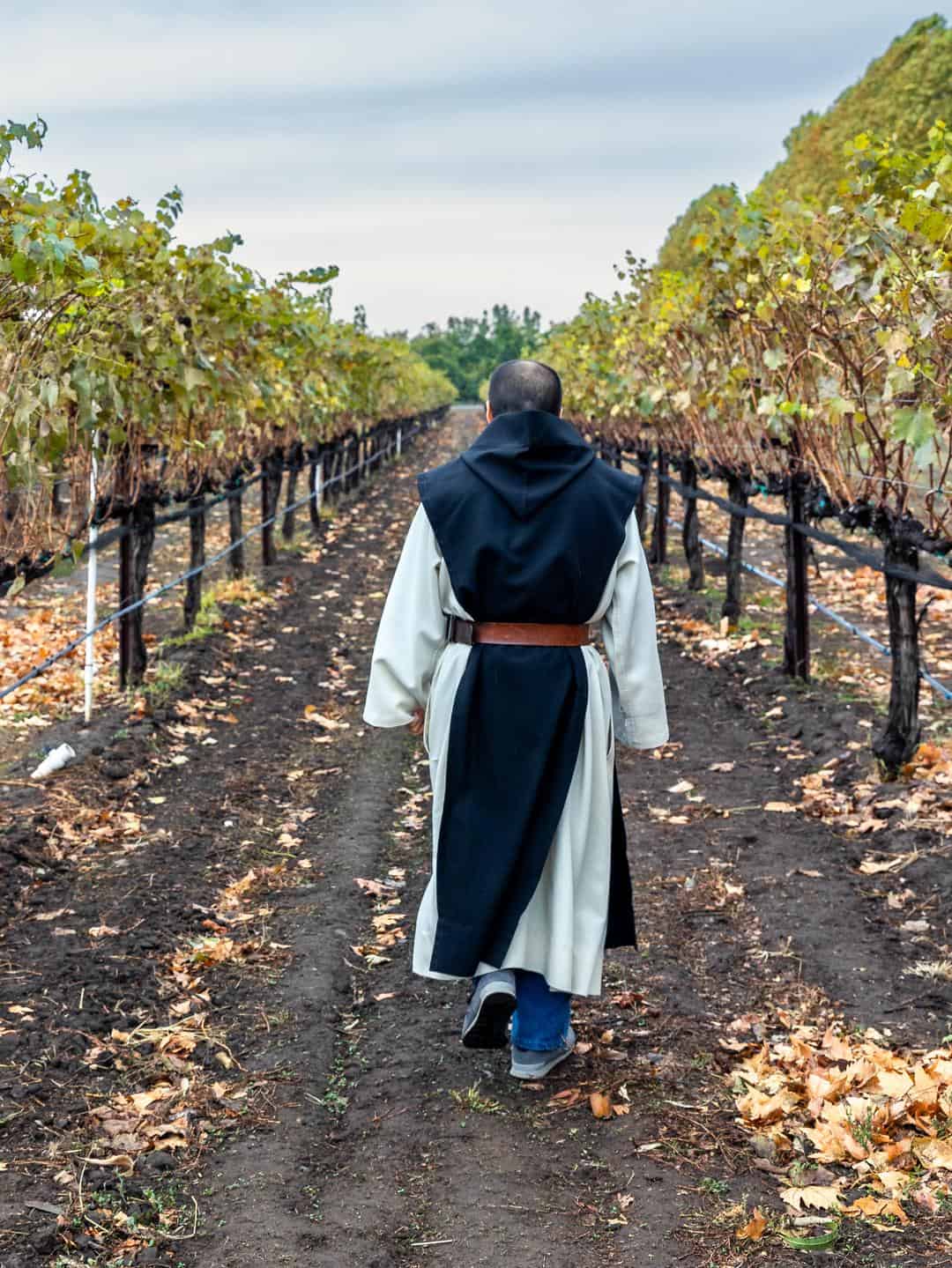 a monk walking down the vineyard rows