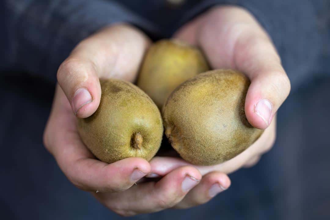 man holding kiwi from wild river fruit