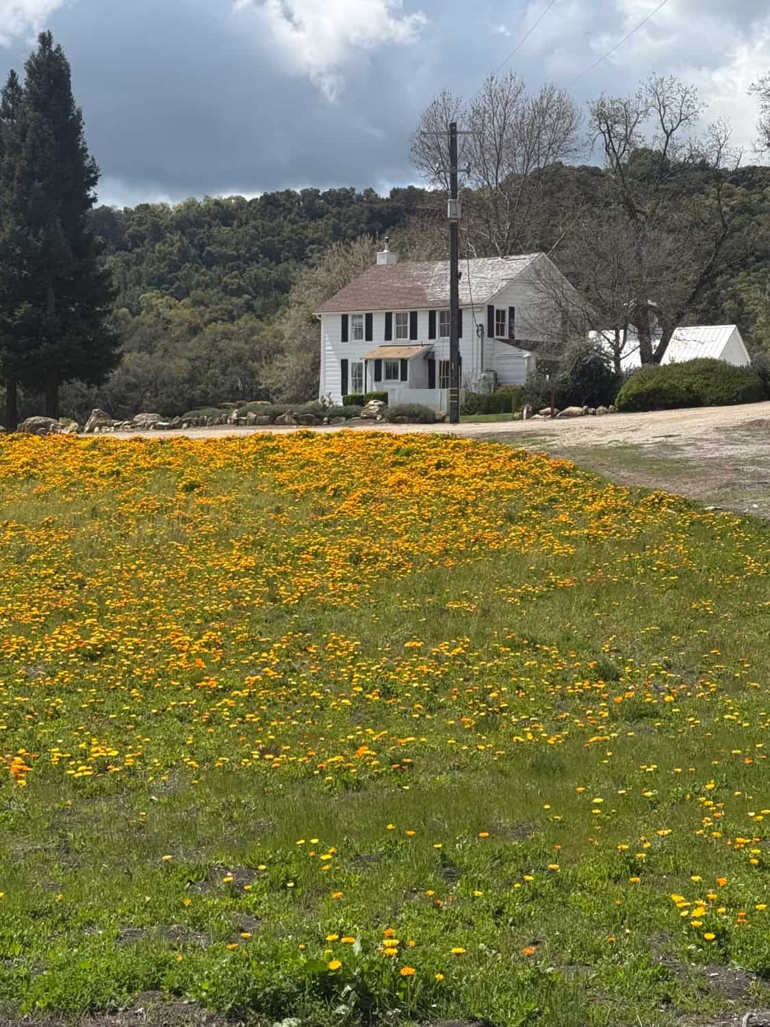arachnophobia house - white farmhouse behind a field of yellow flowers