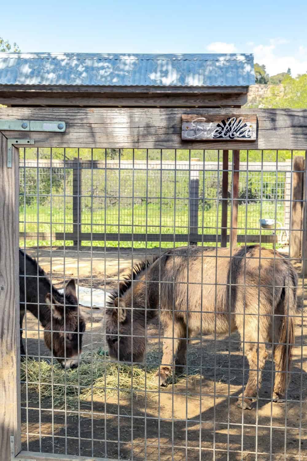 Picture of the animals at Avila Valley Barn