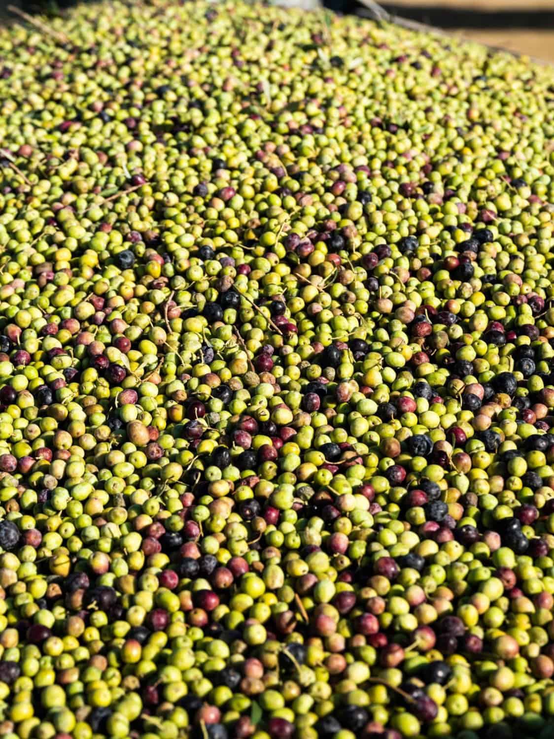 Pasolivo uses a blend of green and black olives to make their olive oil