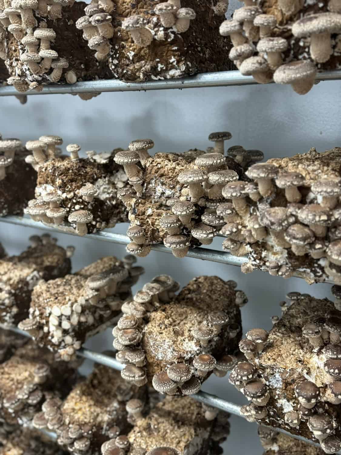 Mushrooms at mighty Cap