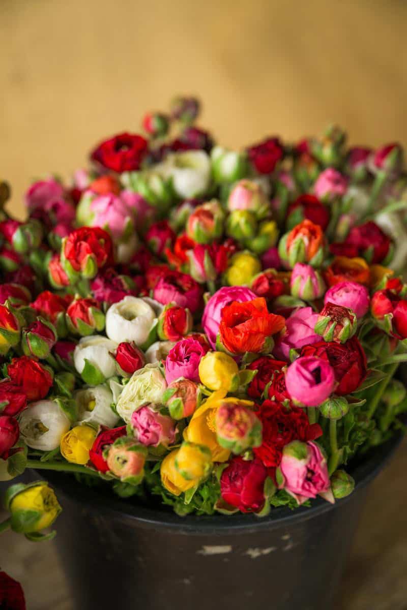 fresn flowers in a bucket at halcyon farms