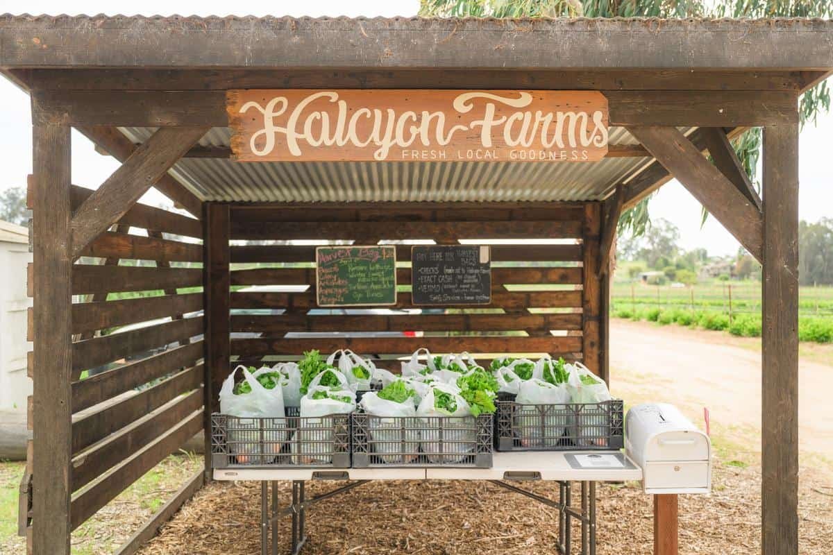 Halcyon Farms: Teaching Seasonality, One Berry at a Time