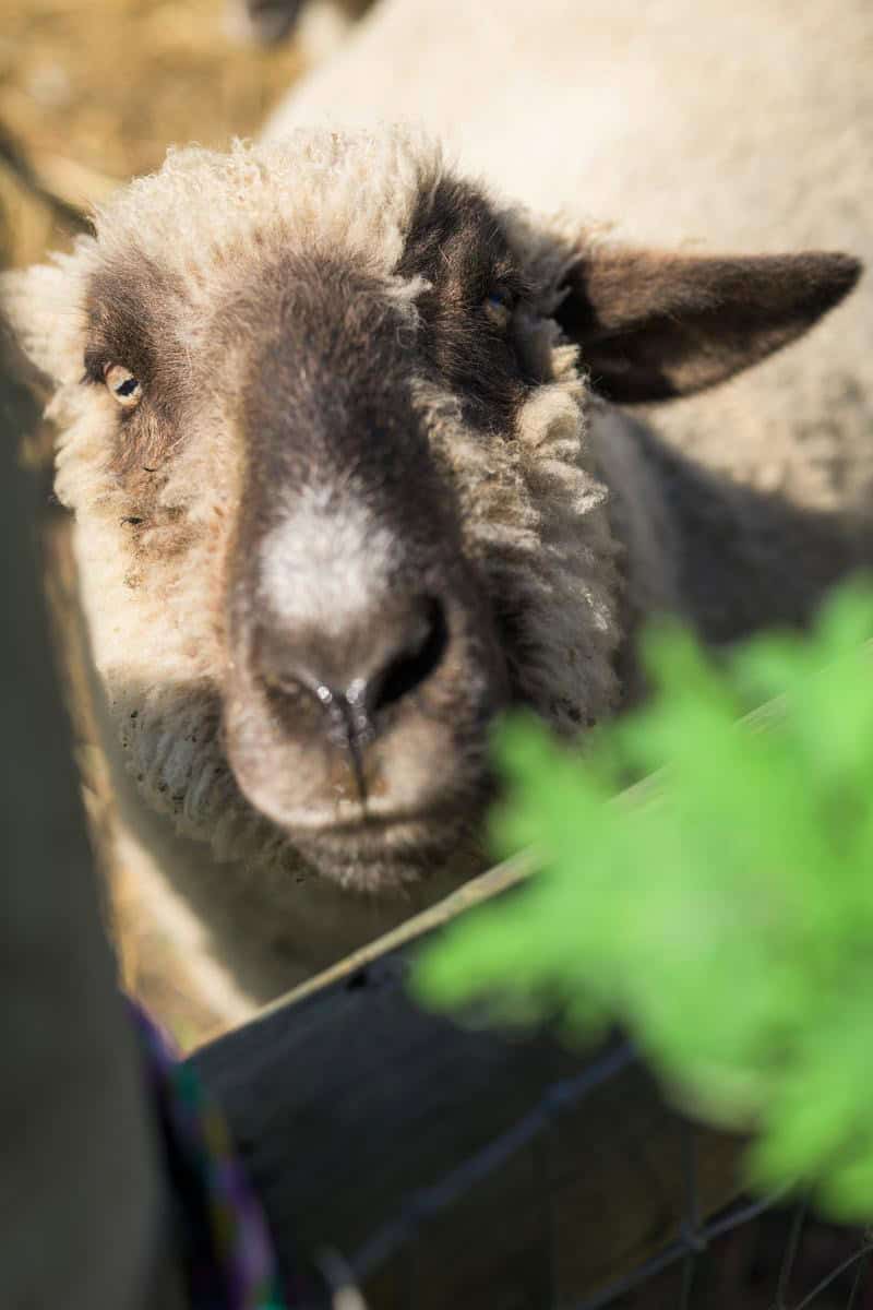 sheep in a pen at City Farm SLO