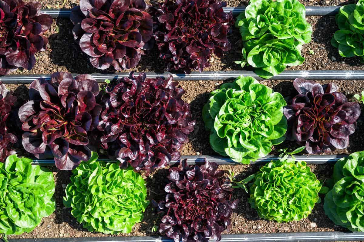 rows of purple and green lettuces