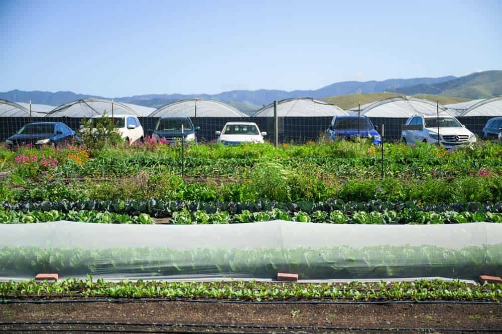 A view of the garden rows at City Farm SLO.