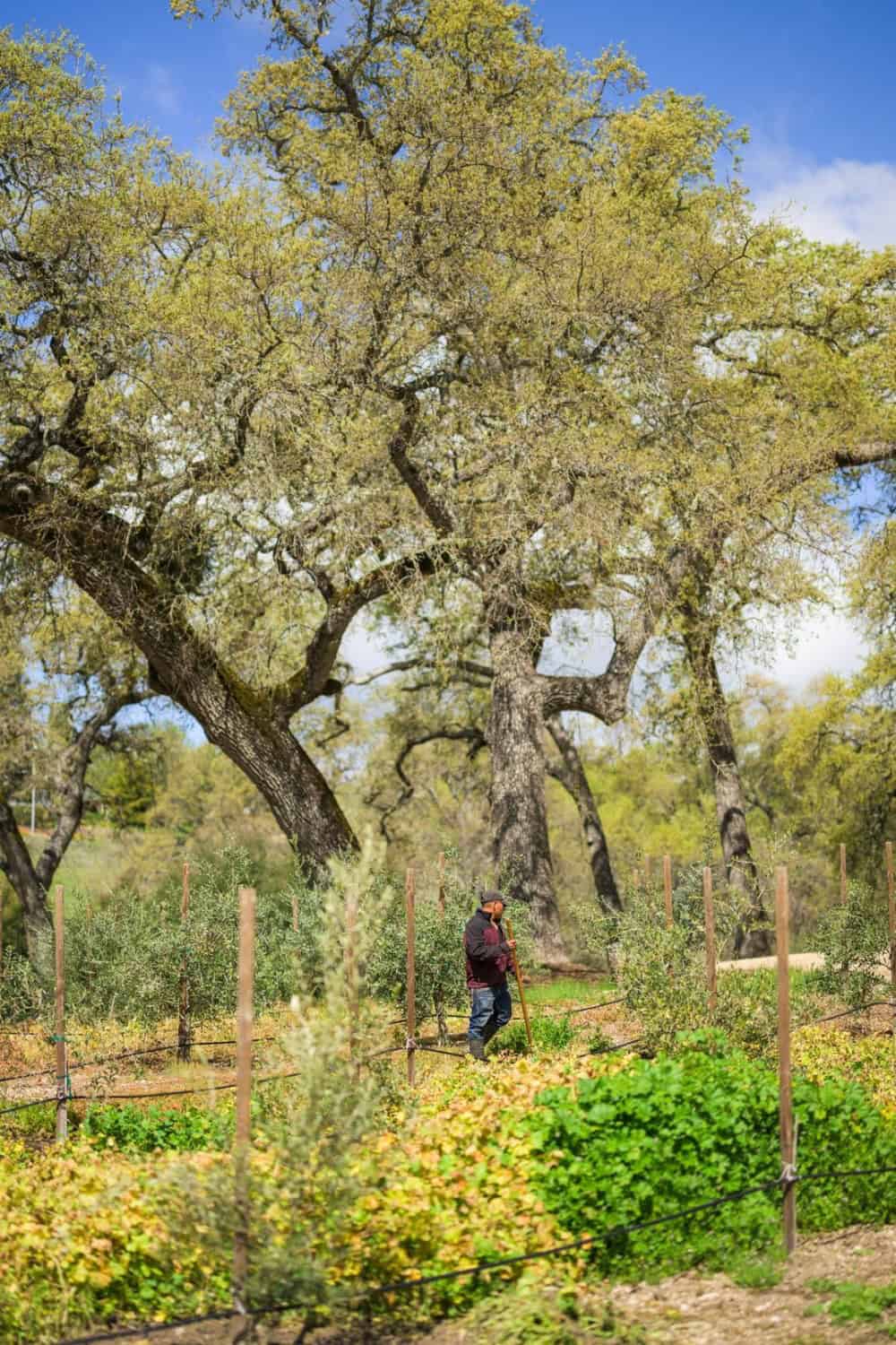 The grounds at Pasolivo