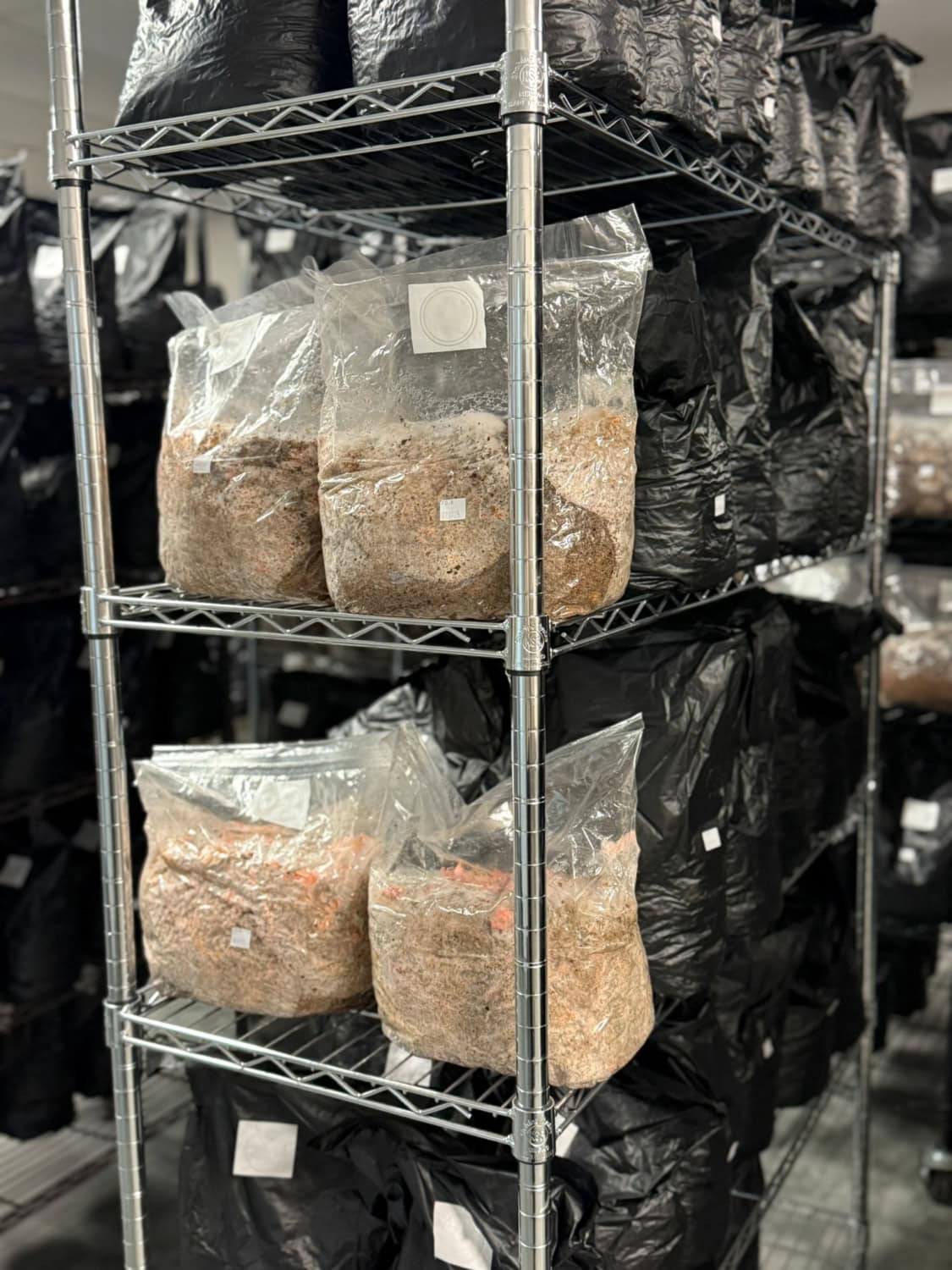mushroom growing substrate in bags