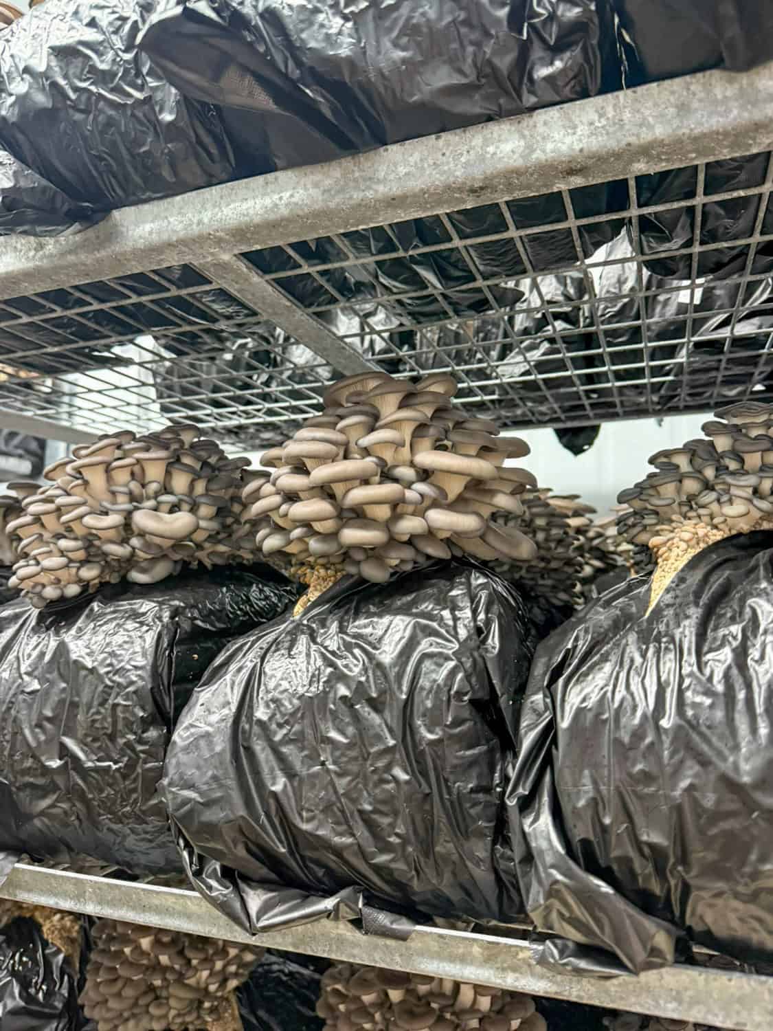 mushrooms growing out of plastic bags filled with substrat