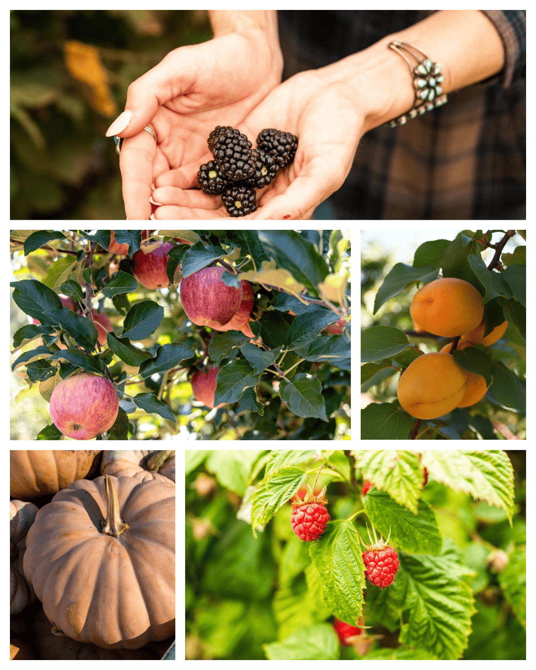 some of the u-pick fruits offered: berries, pumpkins, apricots and apples