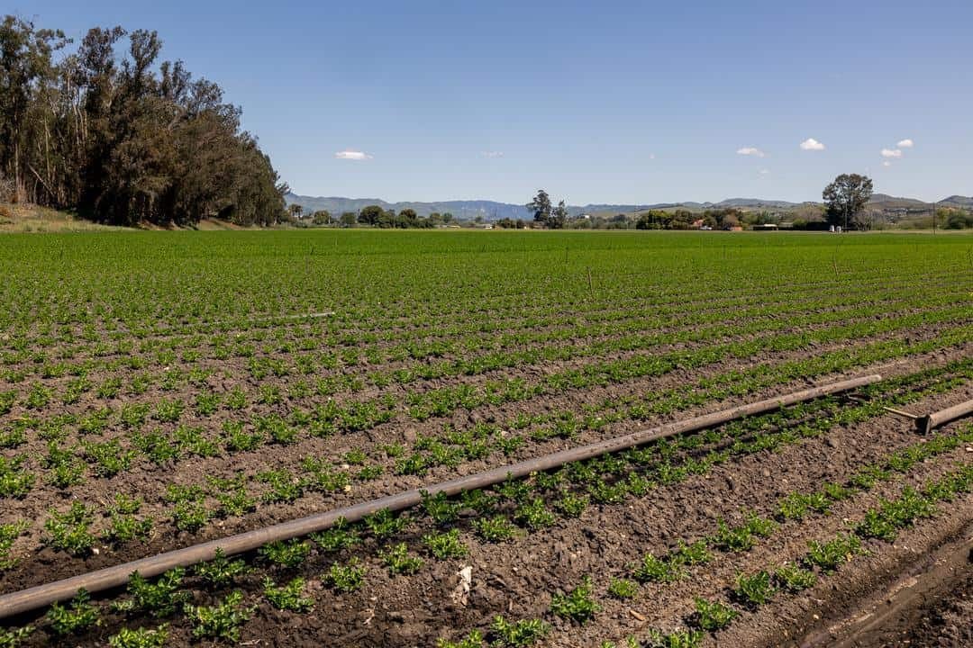 some of the Hayashi's acreage in Oceano