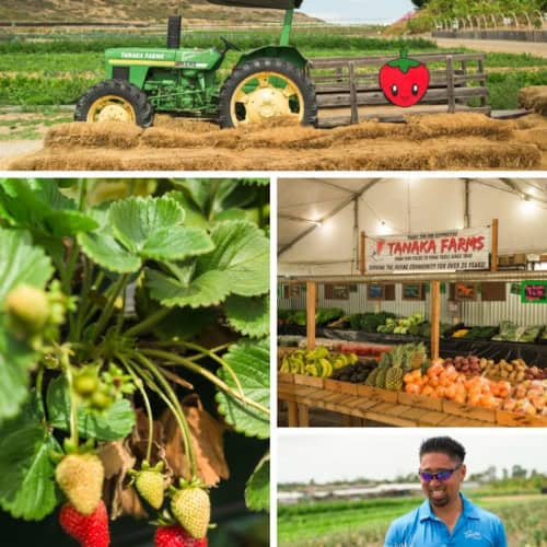 The Best Strawberry Picking in Orange County? Tanaka Farms