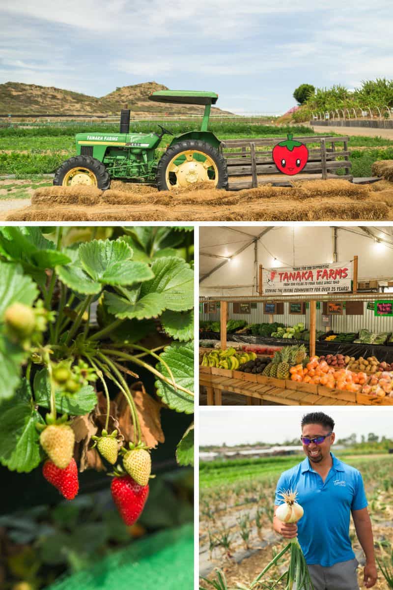 The Best Strawberry Picking in Orange County? Tanaka Farms