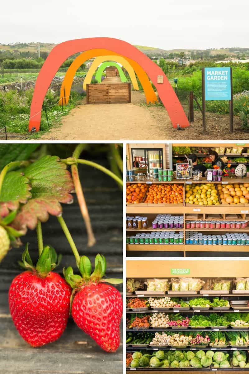 Welcome to The Ecology Center in San Juan Capistrano