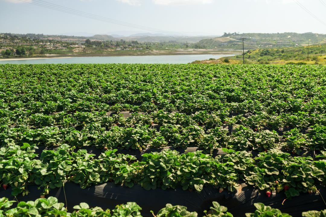 The strawberry fields at Carlsbad Strawberry Company have a coastal location that's ideal for growing strawberries