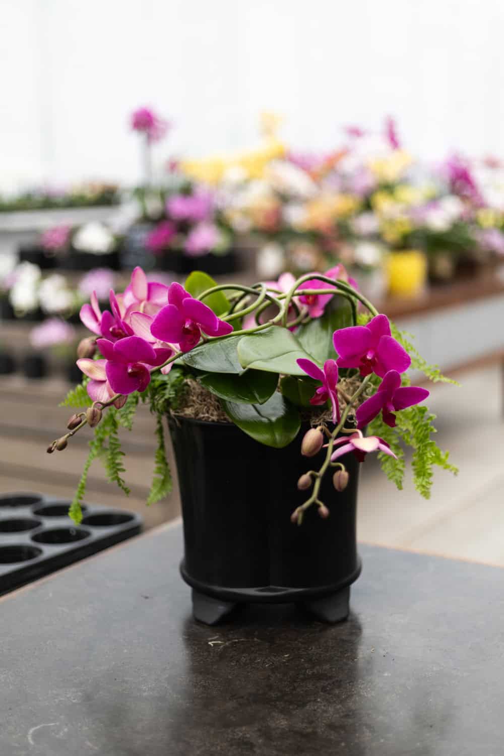 arrangement made with bramble orchids
