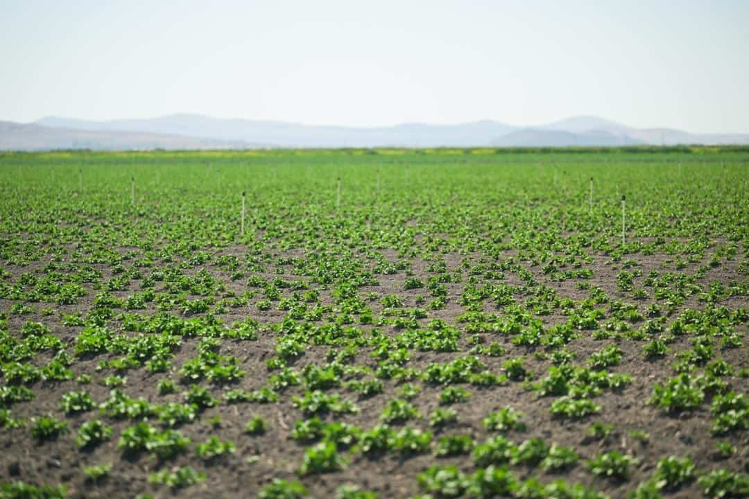 Tulelake potato field. The potatoes will ultimately be processed by Cal-Ore
