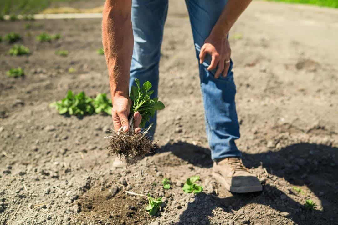 Cal-Ore Grower Marc Staunton checking on young potato plants growing in Tulelake, California 