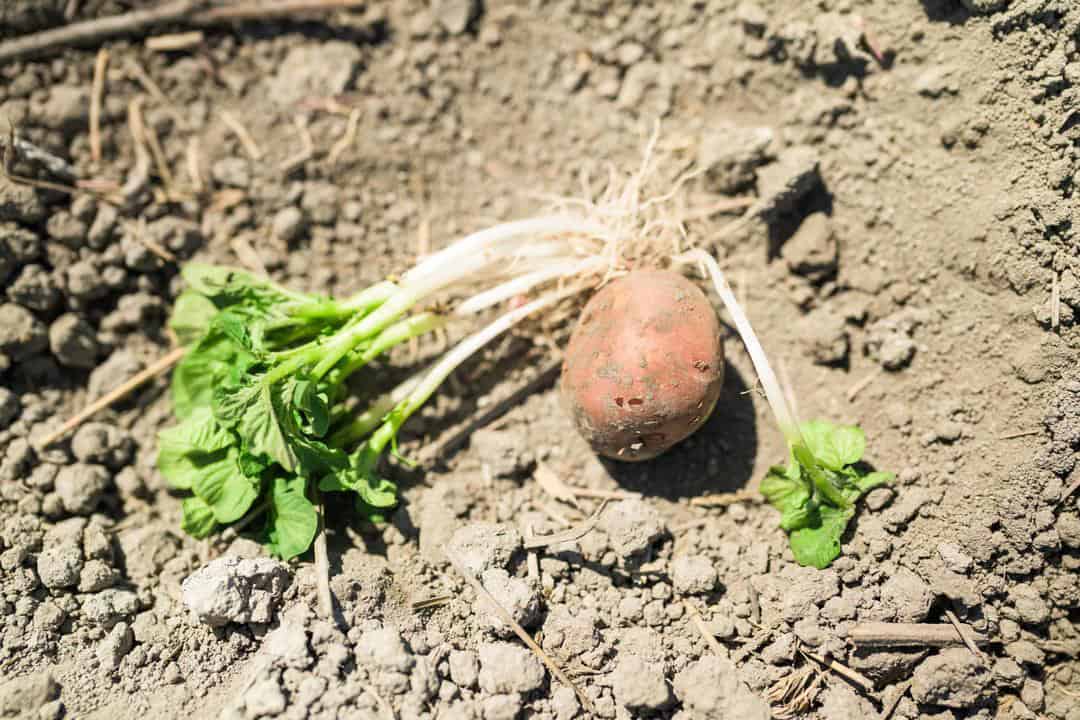 Cal-Ore Produce: Good Dirt, Great Potatoes