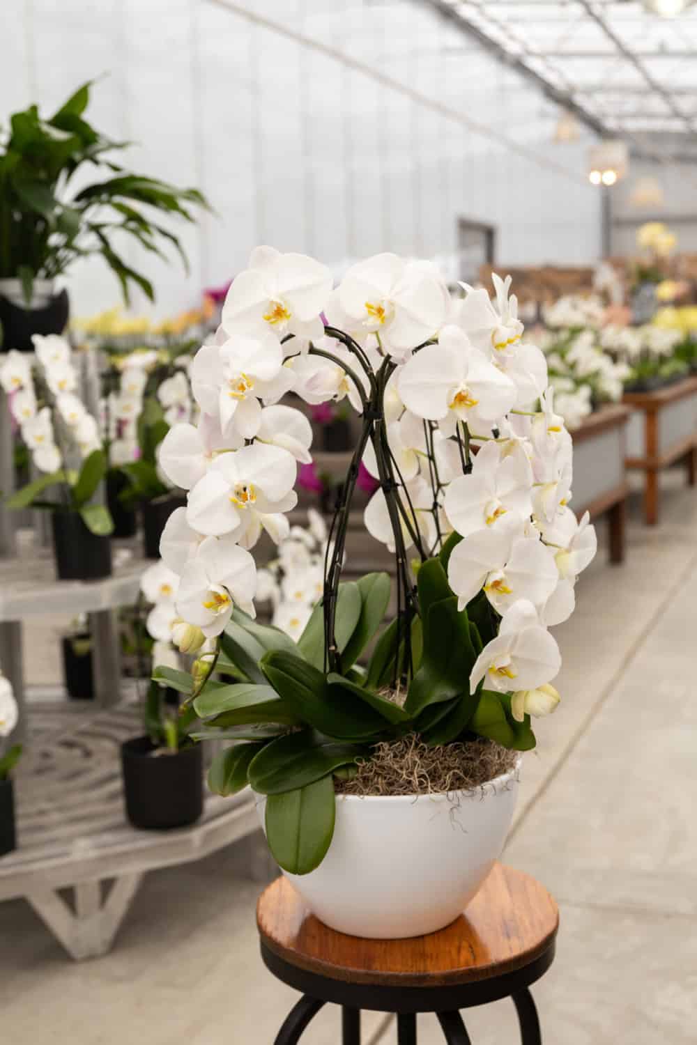 cascades in a white bowl from westerlay orchids
