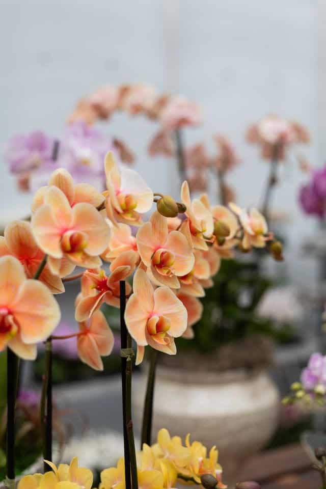 gemstone orchids called sunset from westerlay orchids