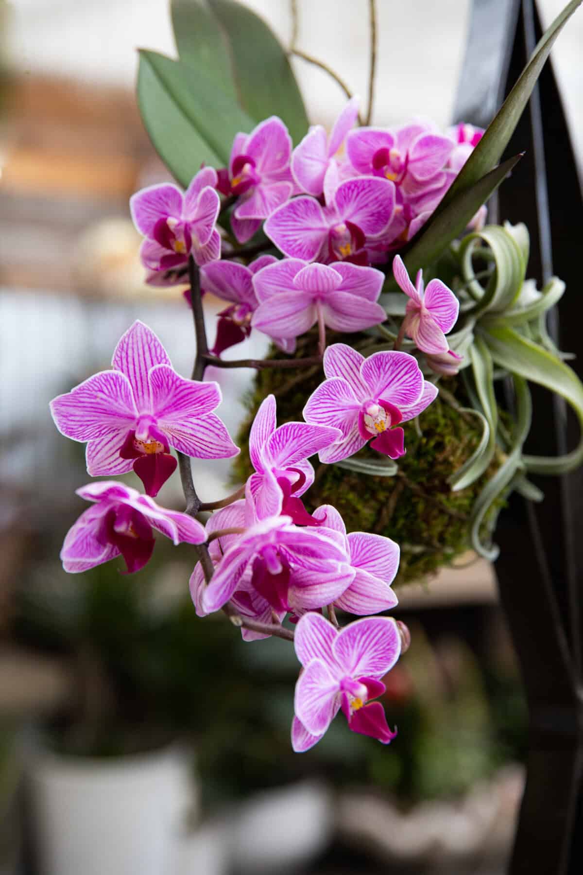 Blooming with Purpose: Celebrating California Grown Flowers with Westerlay Orchids