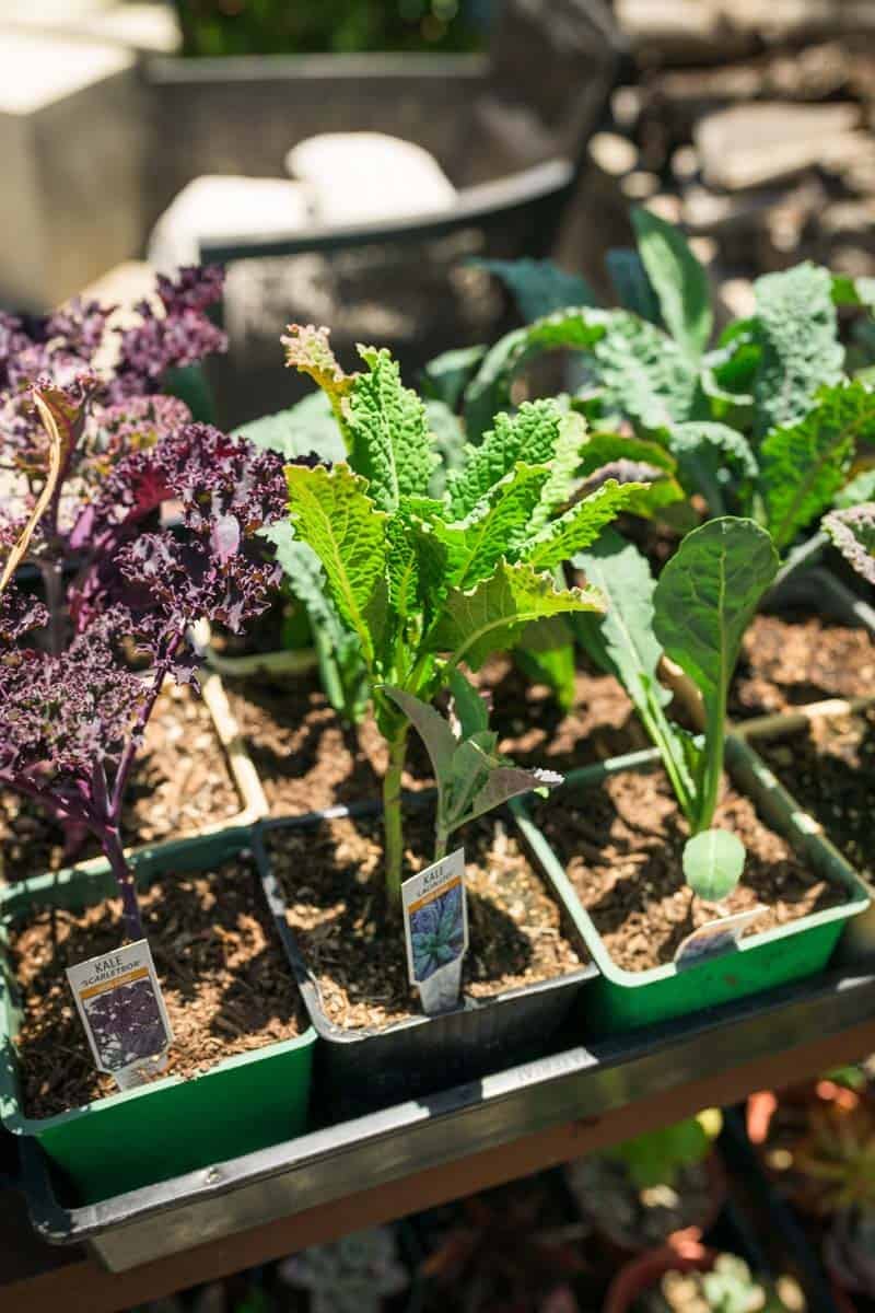 Fresh herbs at Inn at Moonlight Beach