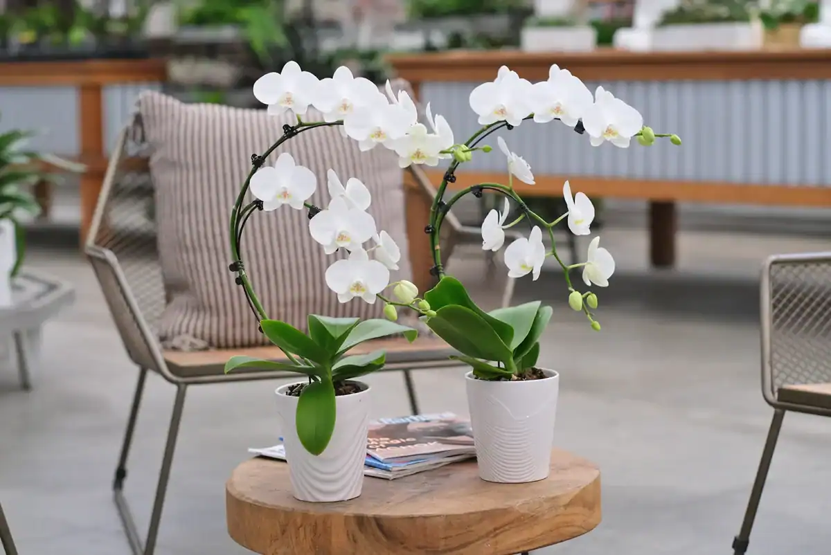 the wave orchid from westerlay orchids