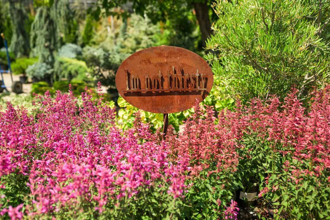 Nursery plants at High-Hand Nursery