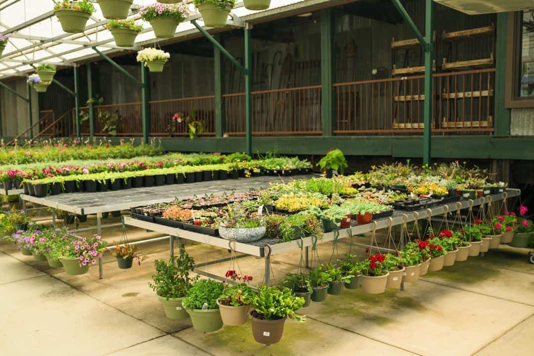 The plants and the exterior of the packing shed at High-Hand Nursery 