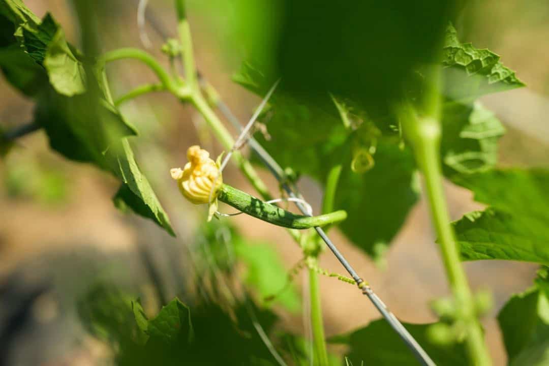loofah growing at Moonbeam Farms