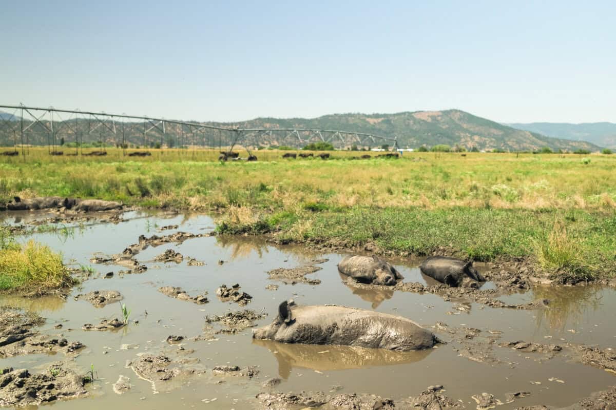 hogs laying in the mud at Five Marys Ranch 