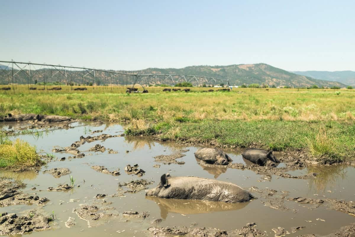 Five Marys Ranch: Caring For the Land, Their Animals and The Community