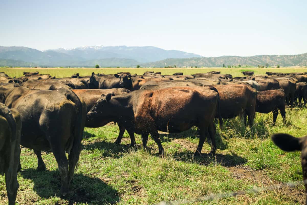 Cattle at Five Marys Ranch