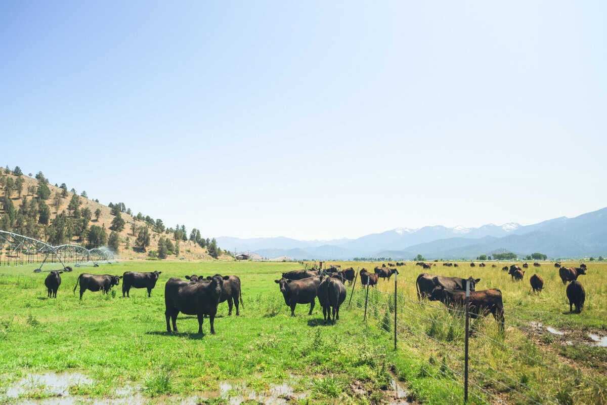 Five Marys Ranch: Caring For the Land, Their Animals and The Community